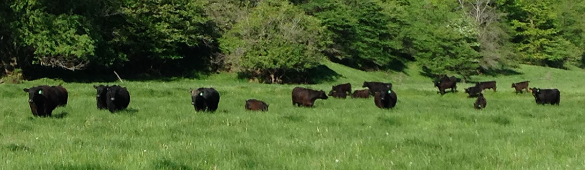 Angus cows in Iowa